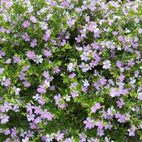 Photo of the plant species Mexican-Heather by @AmiableOakmoss named Huckleberry Fern on Greg, the plant care app