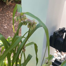 Photo of the plant species Ohio Spiderwort by @AmiableOakmoss named Remington on Greg, the plant care app