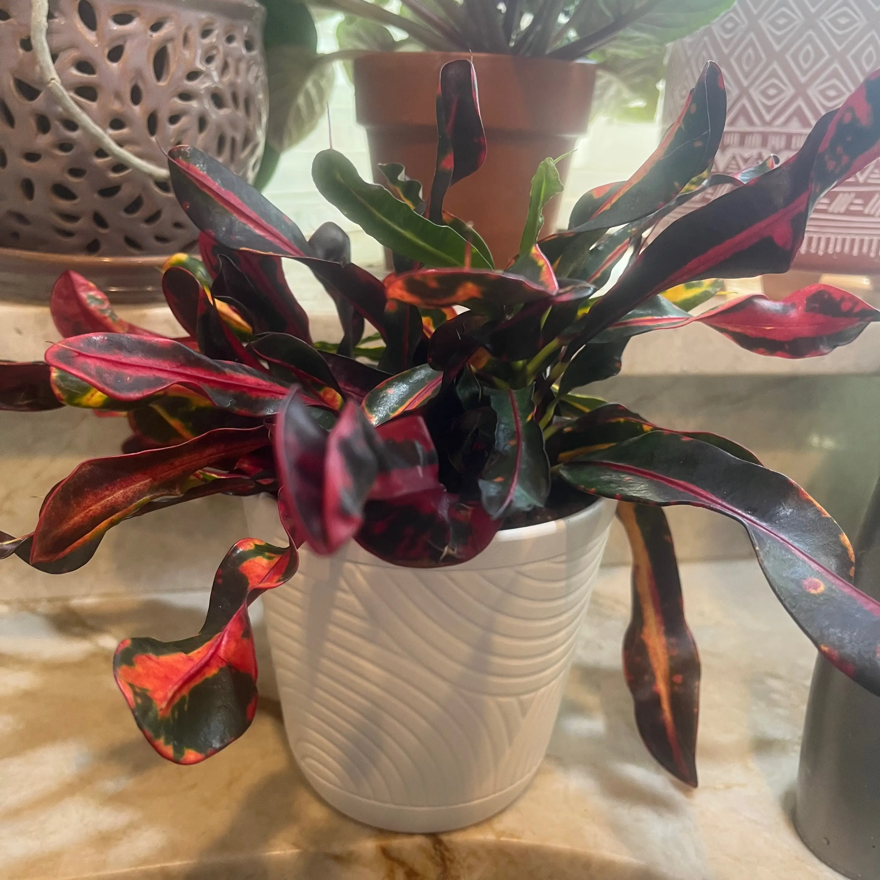 Croton Mammy plant in a white pot with vibrant, multicolored leaves.