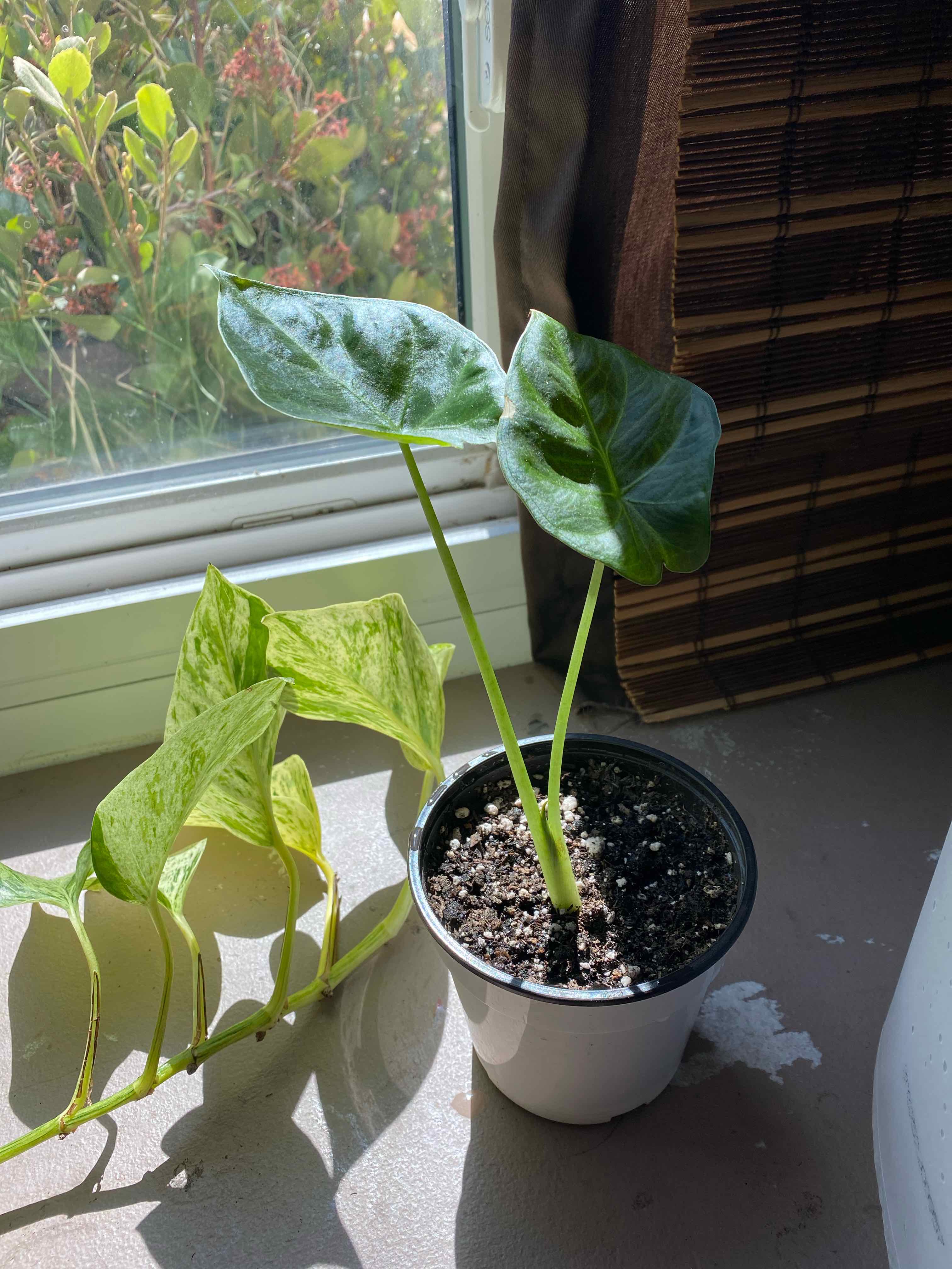 Potted plant near a window with dark green leaves and another plant with lighter green leaves.