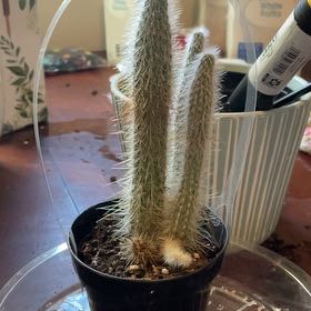 Photo of the plant species Cleistocactus tupizensis by @CivicAntplant named Demi on Greg, the plant care app