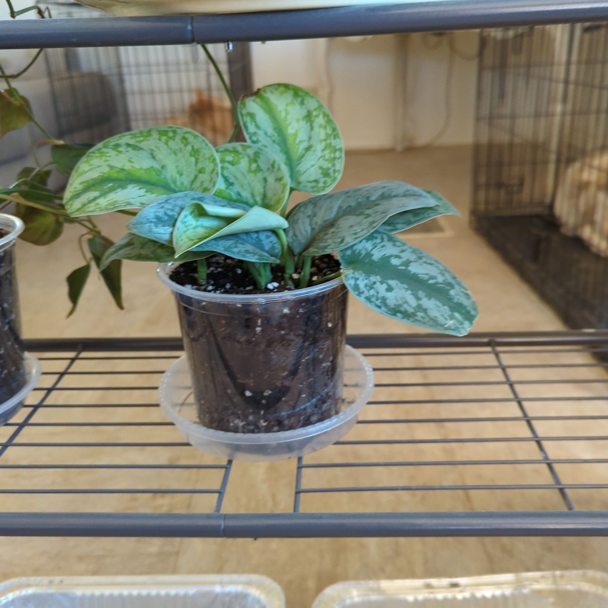 Photo of the plant species Scindapsis by @sexzeyez69 named Wall-E on Greg, the plant care app