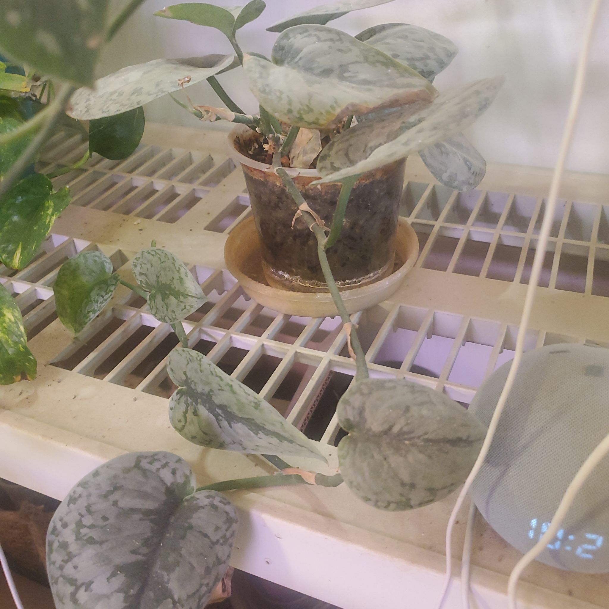 Photo of the plant species Scindapsis by @sexzeyez69 named Wall-E on Greg, the plant care app