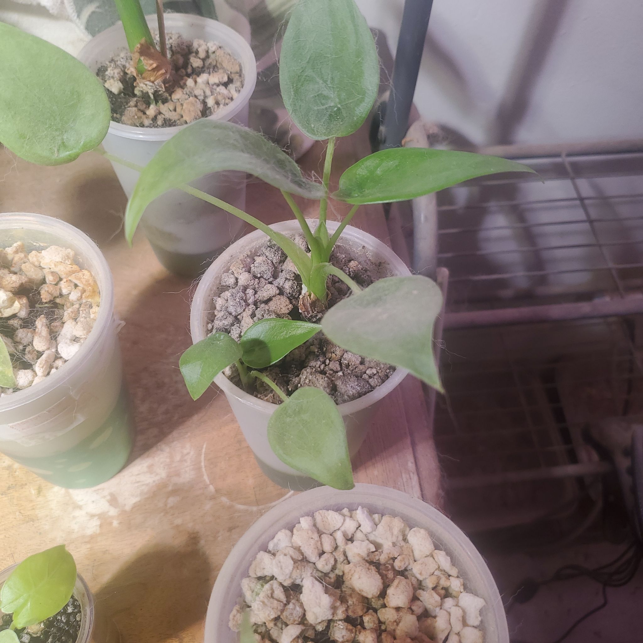 Photo of the plant species Alocasia cucullata 'Mint' by @sexzeyez69 named Beckham on Greg, the plant care app
