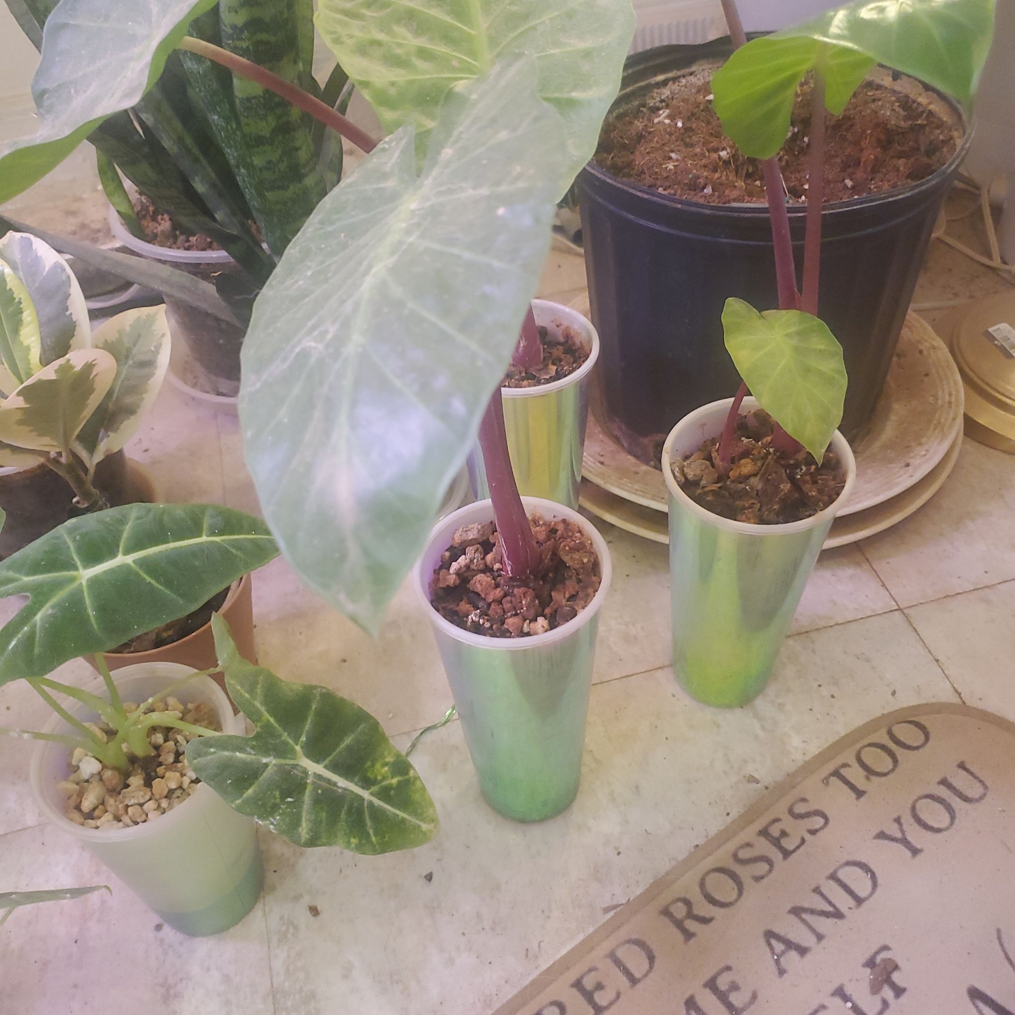 Photo of the plant species Alocasia 'Imperial Red' by @sexzeyez69 named Apollo on Greg, the plant care app