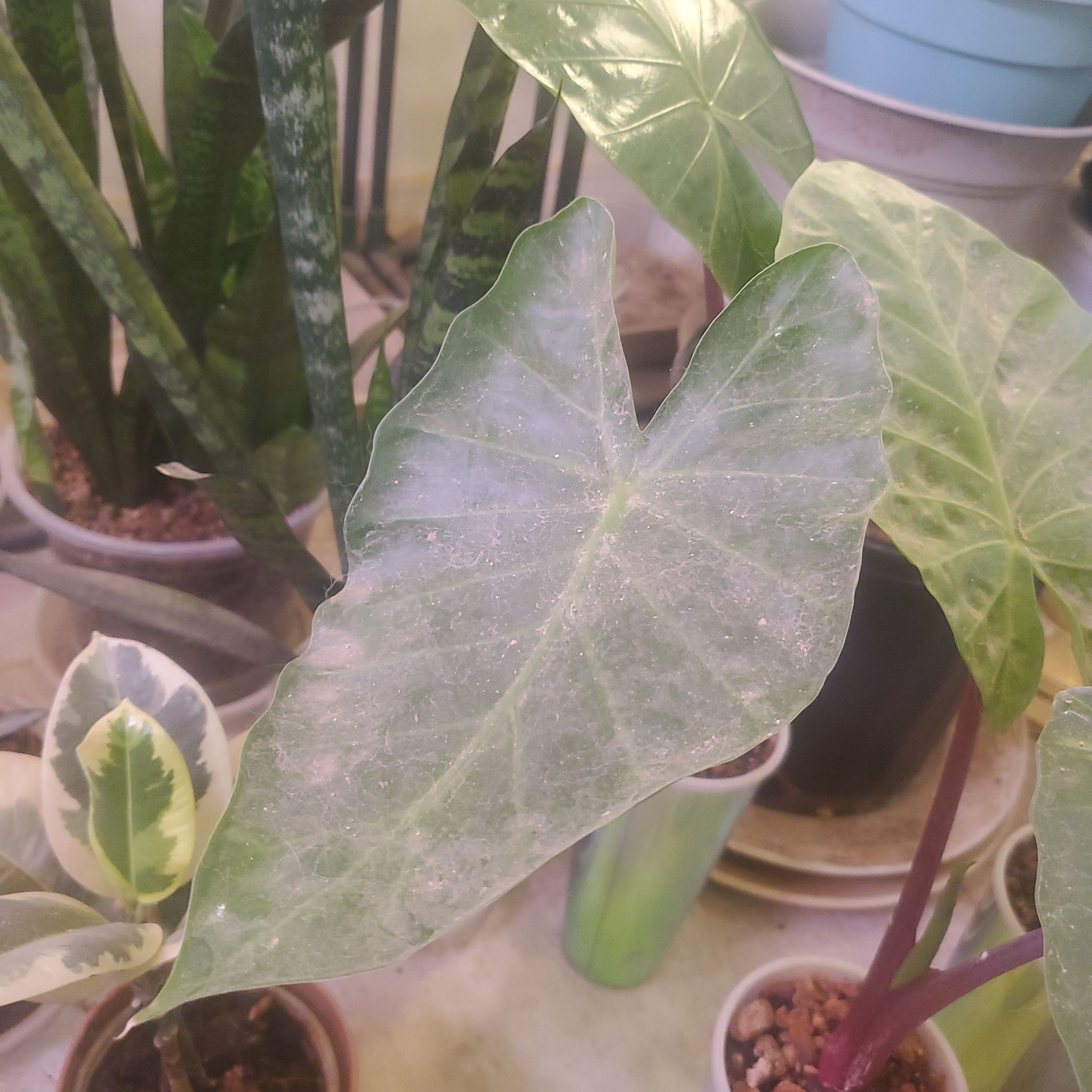 Photo of the plant species Alocasia 'Imperial Red' by @sexzeyez69 named Achilles on Greg, the plant care app