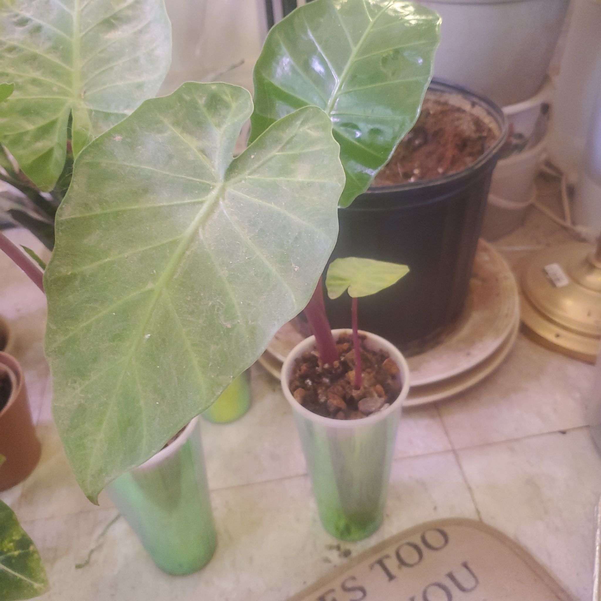 Photo of the plant species Alocasia 'Imperial Red' by @sexzeyez69 named Anne on Greg, the plant care app