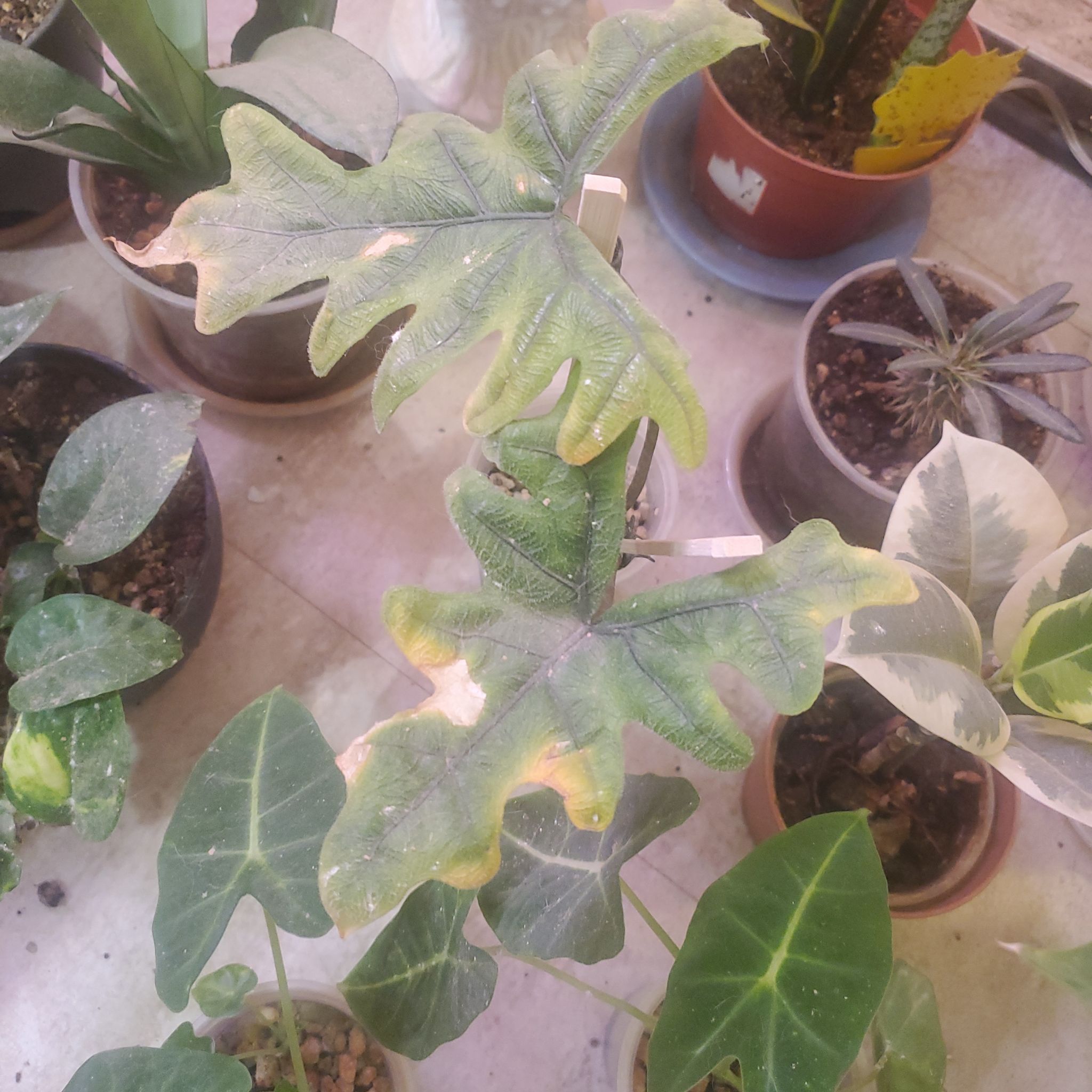 Photo of the plant species Little Zebrina Alocasia by @sexzeyez69 named Morgan Treeman on Greg, the plant care app