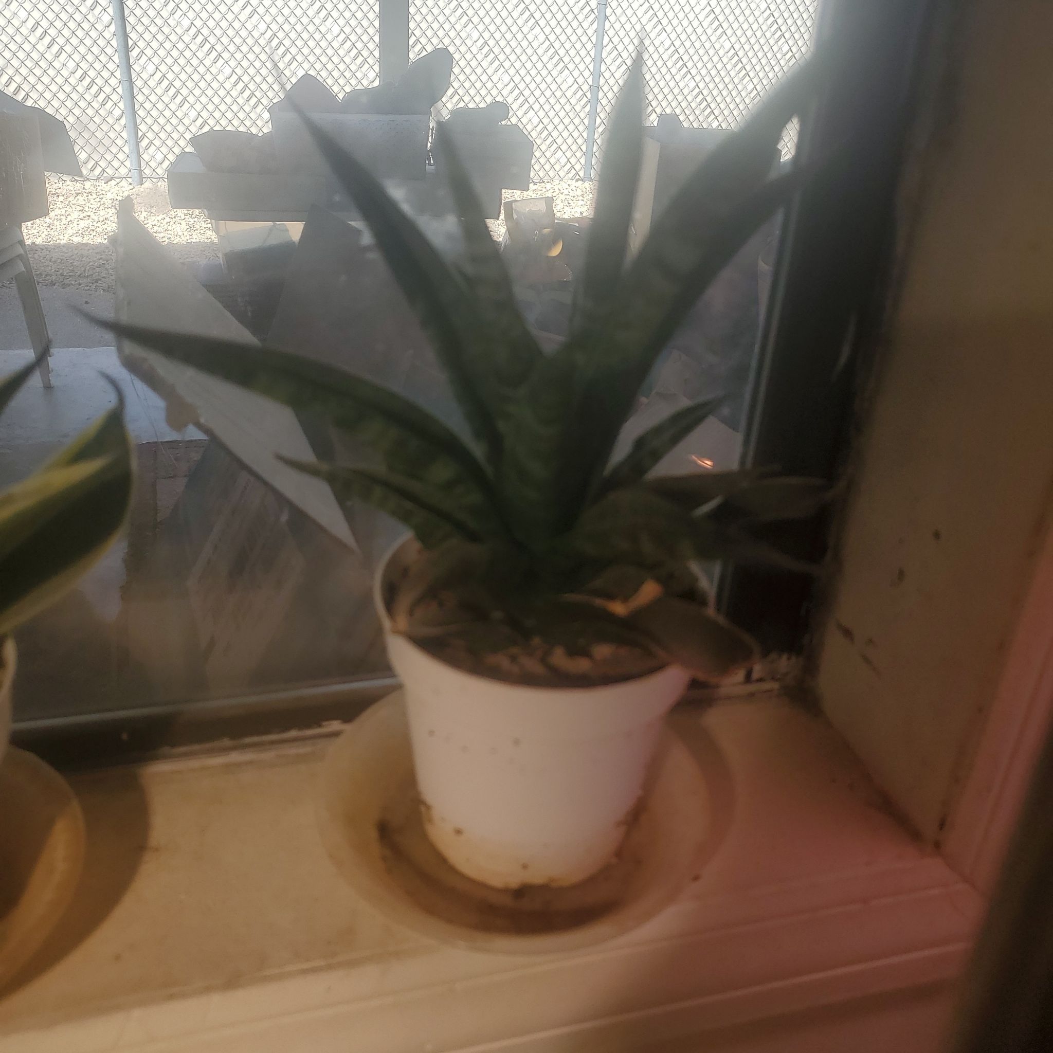 Photo of the plant species Dwarf Walking Sansevieria by @sexzeyez69 named Maya on Greg, the plant care app