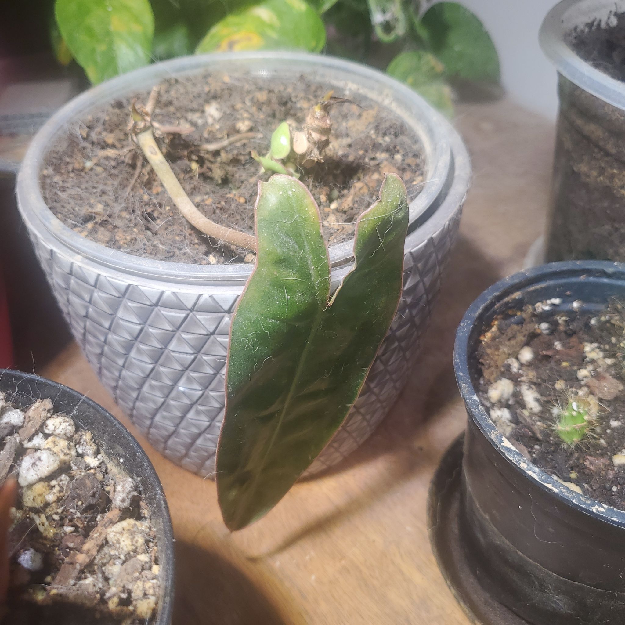 Photo of the plant species Philodendron billietiae atabapoense by @sexzeyez69 named Austen on Greg, the plant care app