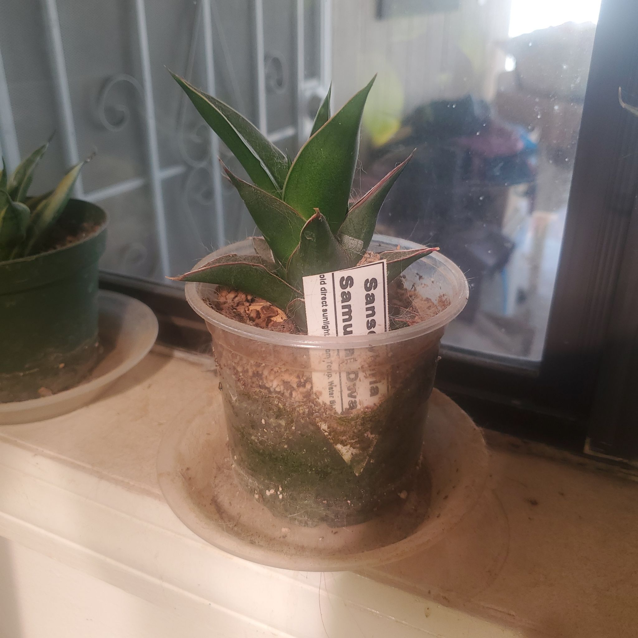 Photo of the plant species sanserveria cordova by @sexzeyez69 named Stella on Greg, the plant care app