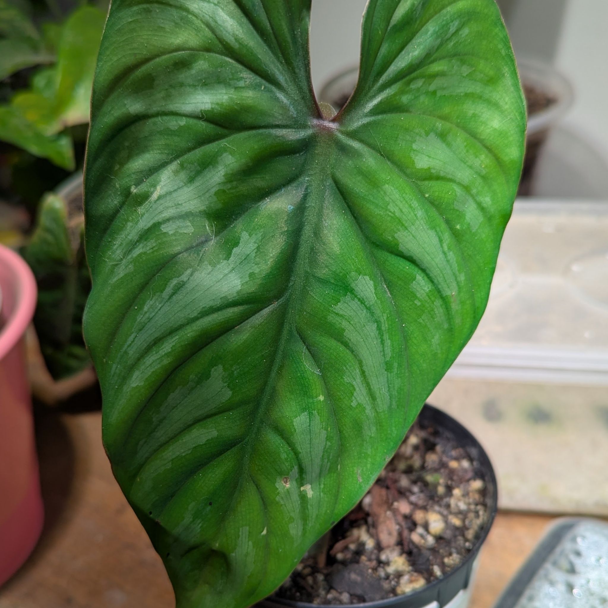 Photo of the plant species Philodendron plowmanii by @sexzeyez69 named Maya on Greg, the plant care app