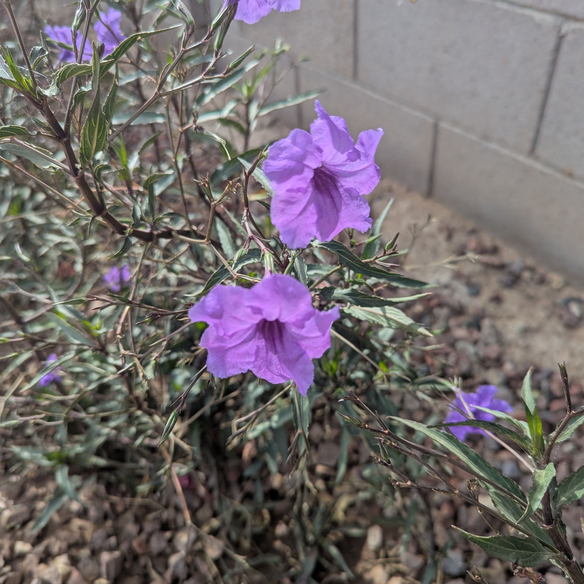 Photo of the plant species Mexican Bluebell by @sexzeyez69 named Gaga on Greg, the plant care app