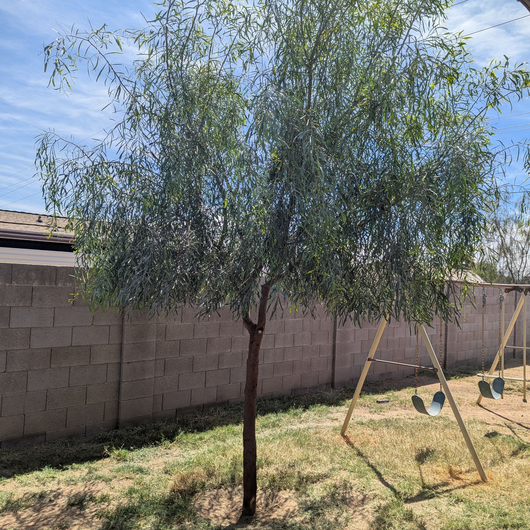 Photo of the plant species White Willow by @sexzeyez69 named Stella on Greg, the plant care app