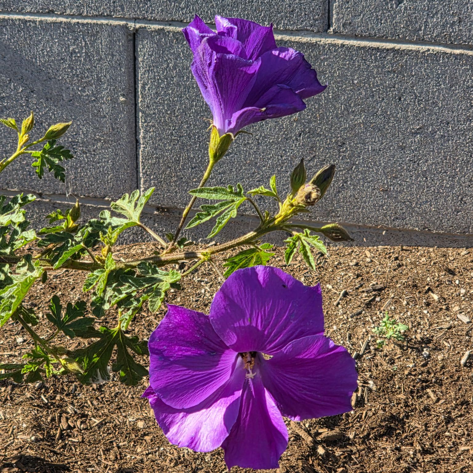 Photo of the plant species Lilac Hibiscus by @sexzeyez69 named Mochi on Greg, the plant care app