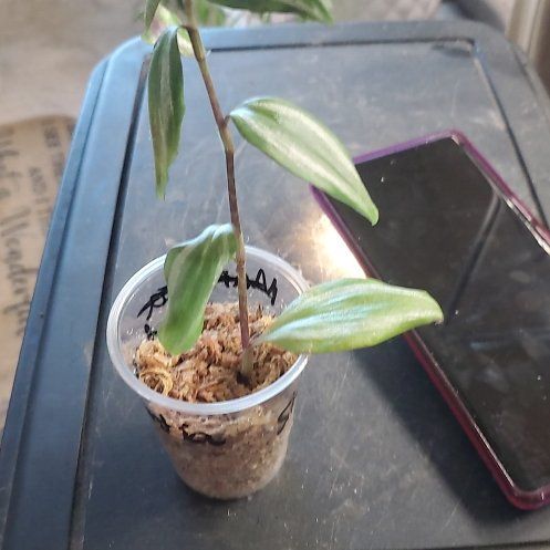 Photo of the plant species Tradescantia Blushing Bride by @sexzeyez69 named Robert Plant on Greg, the plant care app