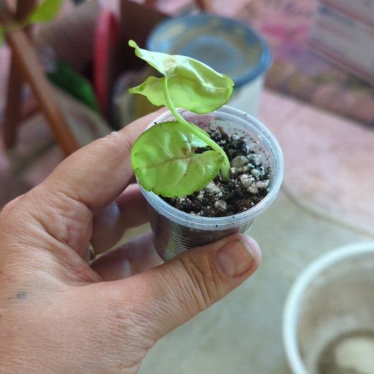 Photo of the plant species Syngonium 'Mini Allusion' by @sexzeyez69 named Kesha on Greg, the plant care app