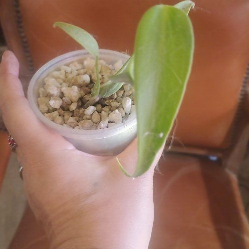 Photo of the plant species Burle Marx Flame Monstera by @sexzeyez69 named Tree Diddy on Greg, the plant care app