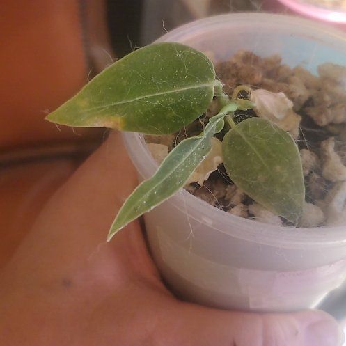 Photo of the plant species Anthurium by @sexzeyez69 named Coco on Greg, the plant care app