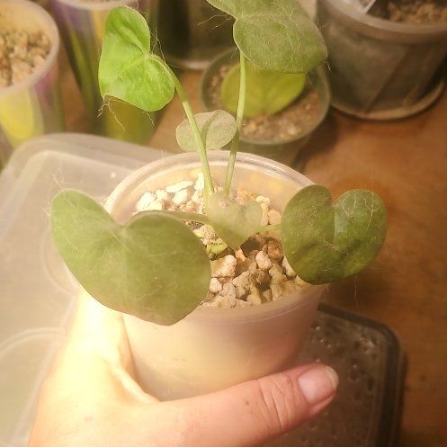 Photo of the plant species Anthurium Clarinervium x Bintang Kejora by @sexzeyez69 named Orlando Bloom on Greg, the plant care app