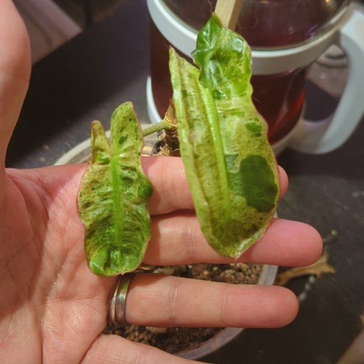 Photo of the plant species Variegated Philodendron Billietiae by @sexzeyez69 named Bruce Lee on Greg, the plant care app