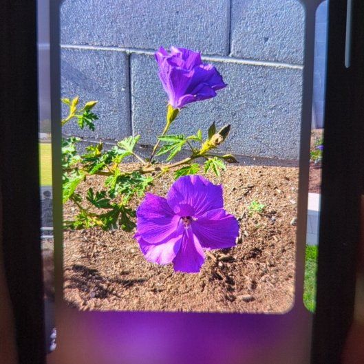 Photo of the plant species Lilac Hibiscus by @sexzeyez69 named Mochi on Greg, the plant care app