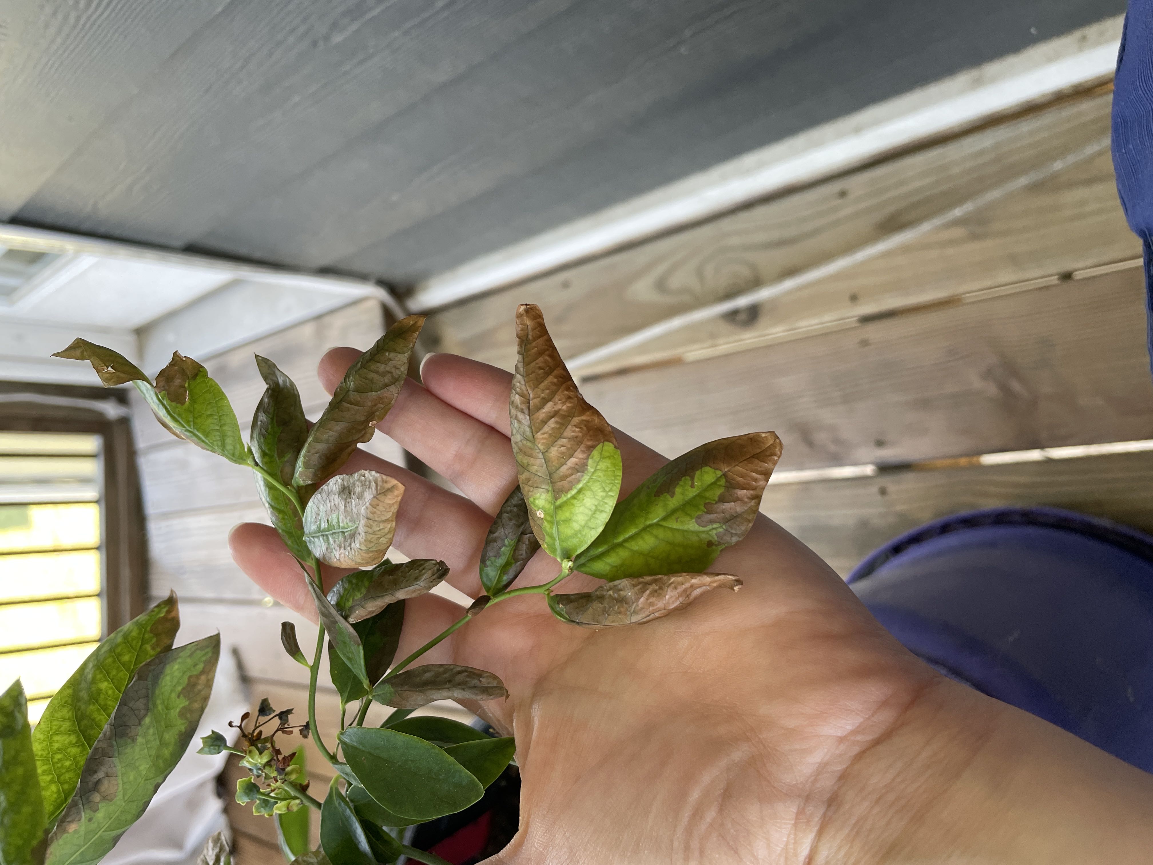 Best Climate for American Blueberry Zones 3a7b 🫐