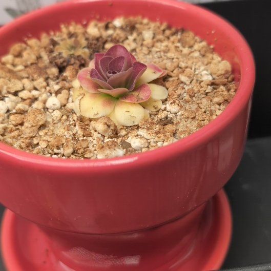 Photo of the plant species Johnanna Butterwort by @HeartyHenbane named Mando on Greg, the plant care app
