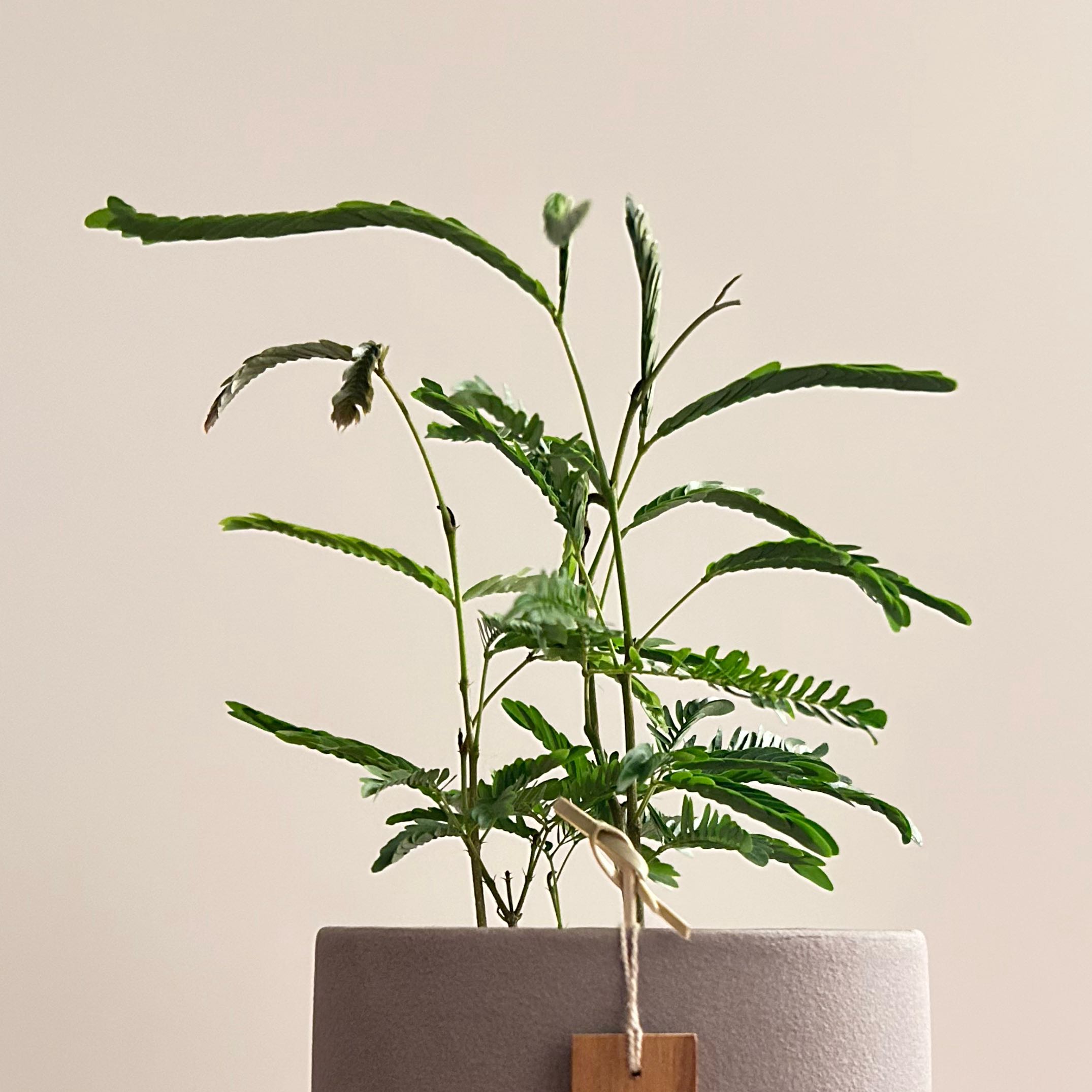 Potted Everfresh Tree with elongated, narrow leaves, some slightly wilted.