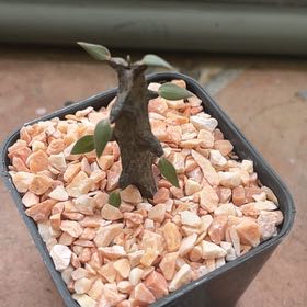 Photo of the plant species Ceropegia bosseri by @CoolSnowdrop named Queen on Greg, the plant care app