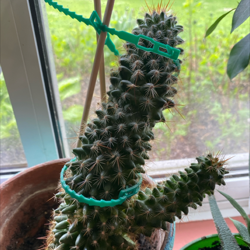 Photo of the plant species Correll's Hedgehog Cactus by @Lizlizg named Juicy on Greg, the plant care app