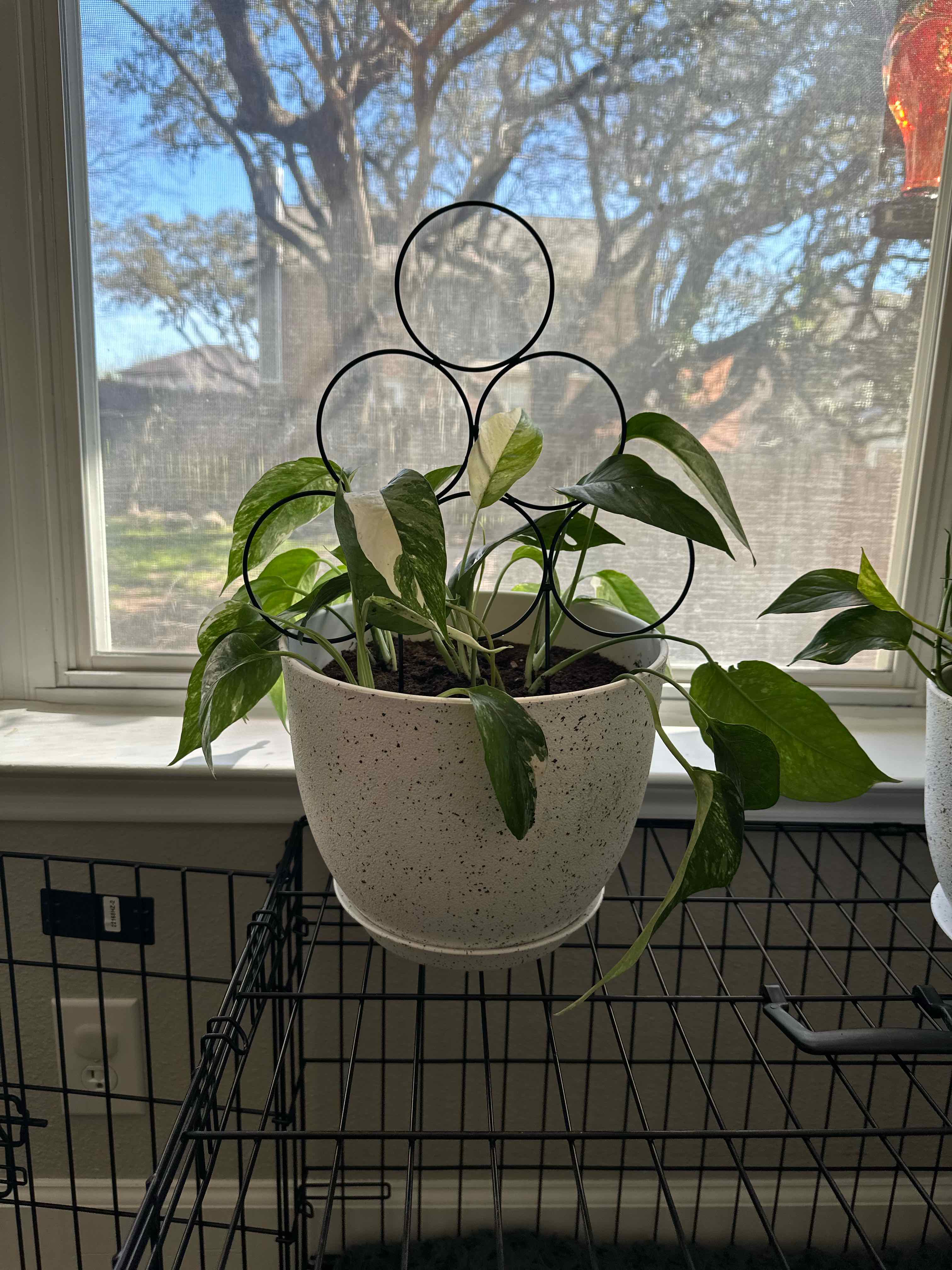 Plant care for Silver Streak Plant on Greg, the plant care app