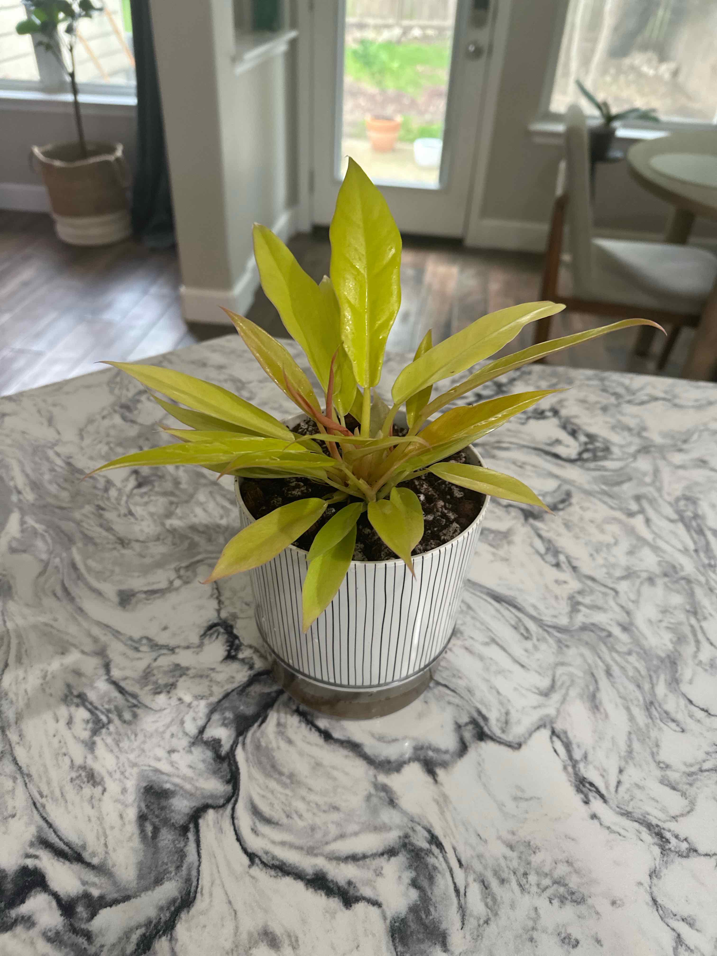 Potted Golden Crocodile plant with vibrant yellow-green leaves on a marble-patterned surface.