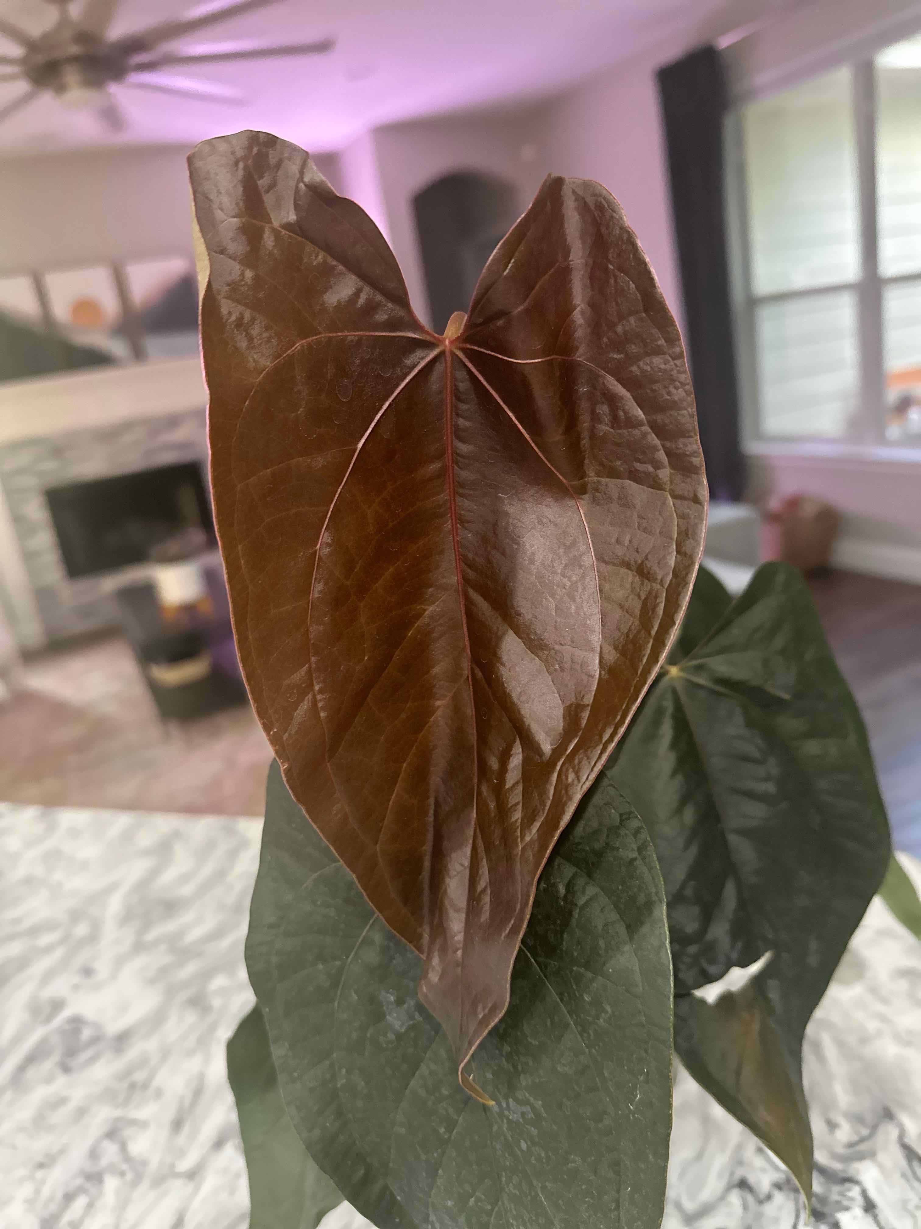 Anthurium 'Queen of Hearts' plant with a prominent brown leaf in a living room setting.