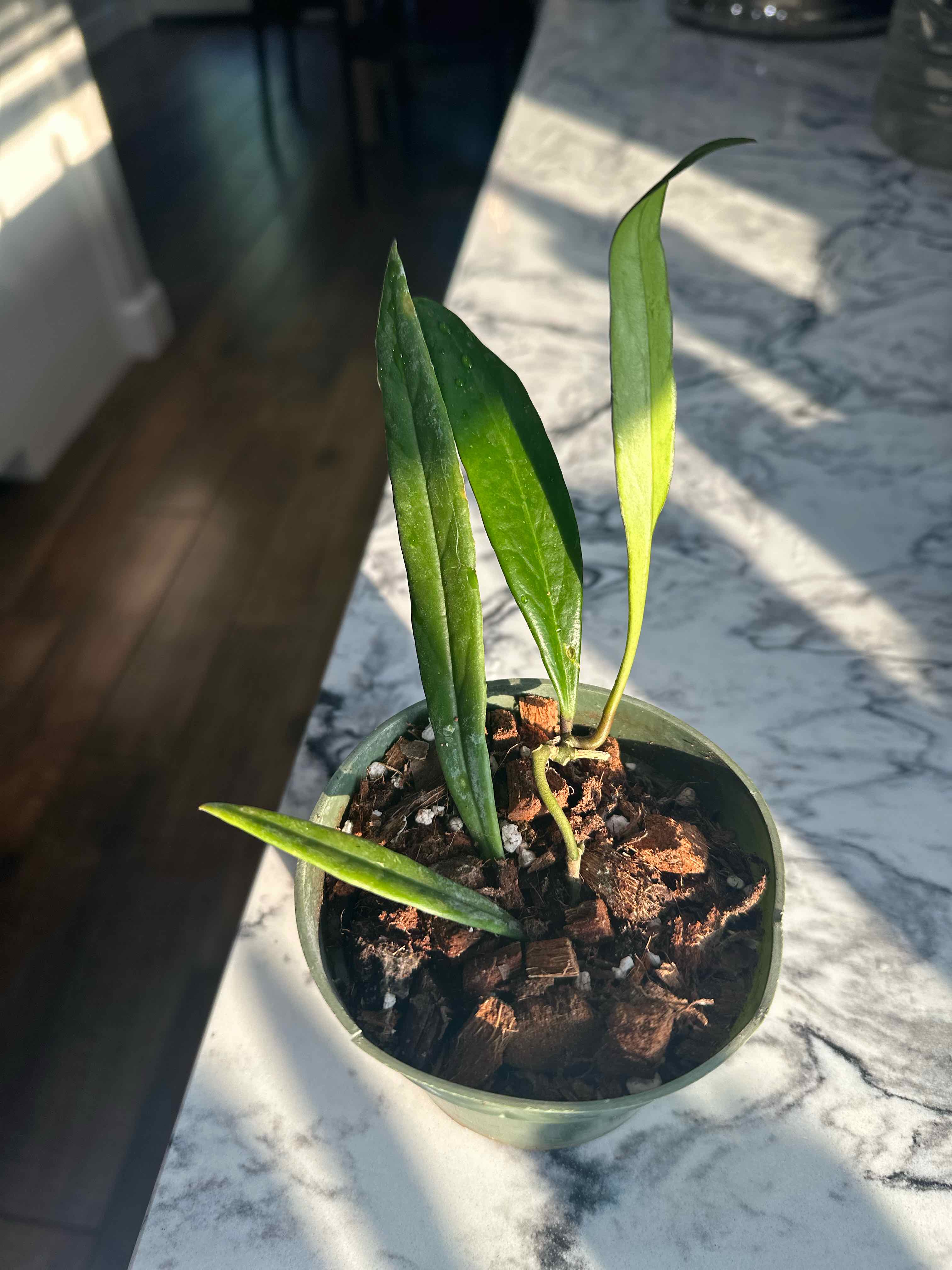 Photo of the plant species Hoya 'Sulawesiana Red' by @morganrae named H. Sulawesiana (SLM 03) on Greg, the plant care app