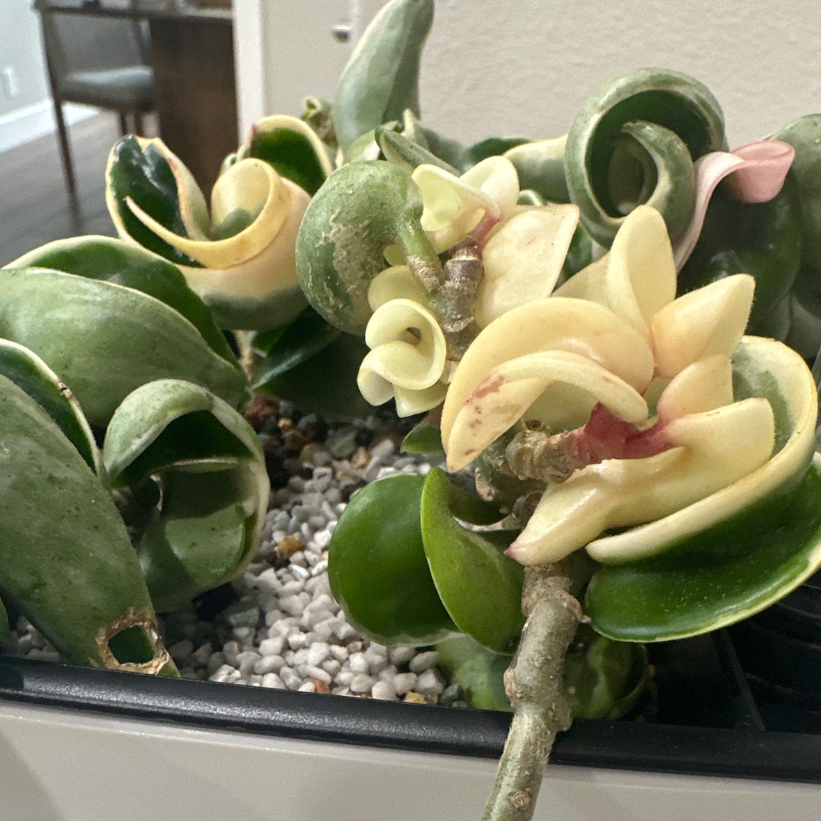 H. Compacta Variegata (cuttings)