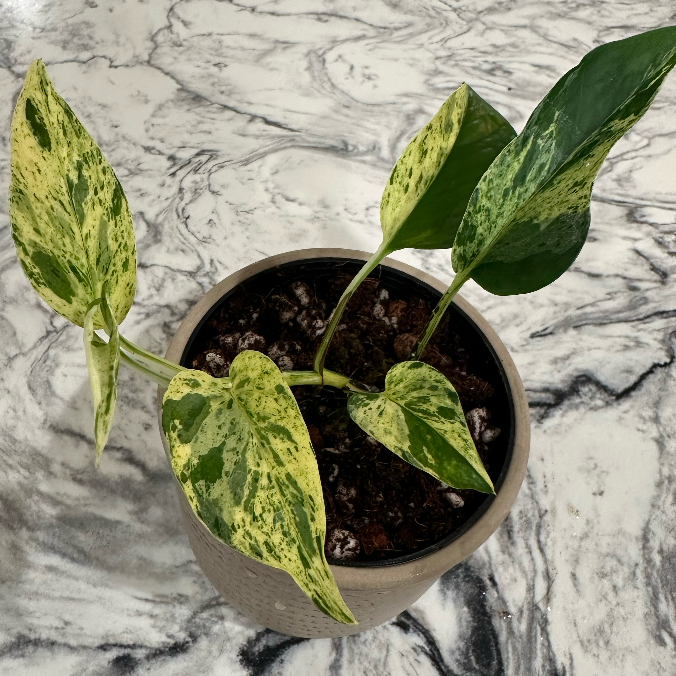 Plant care for Silver Streak Plant on Greg, the plant care app
