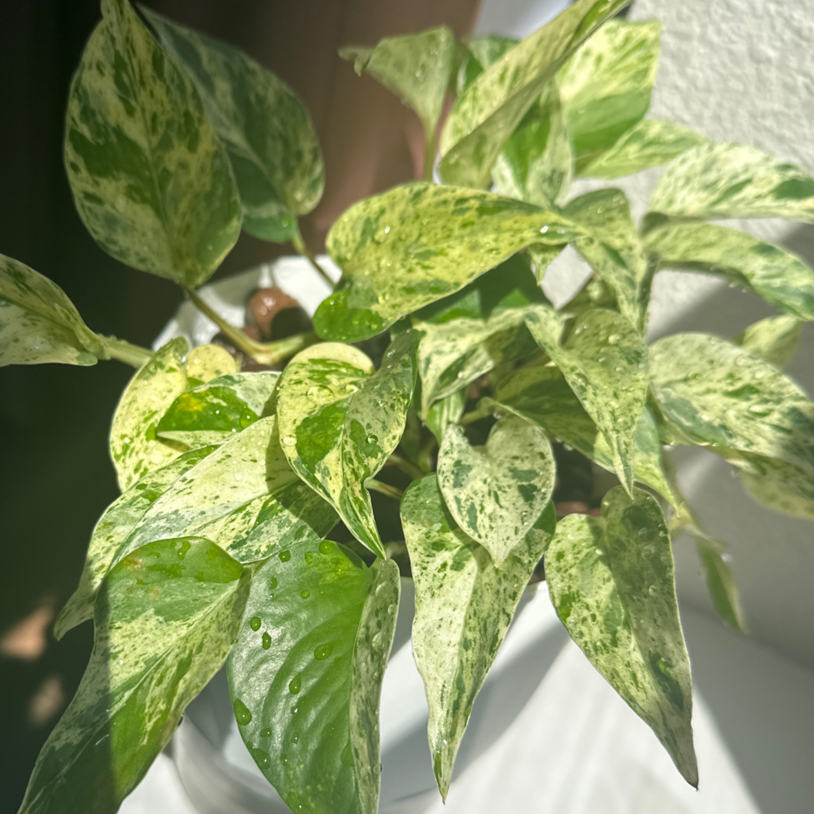 Photo of the plant species Terunoworld 'Fanfare' Pothos by @morganrae named Terunoworld ‘Fanfare’ Pothos on Greg, the plant care app