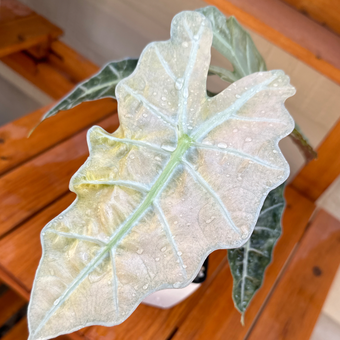 Photo of the plant species Alocasia Pink Mint by @morganrae named Alocasia Pink Mint 💞 on Greg, the plant care app