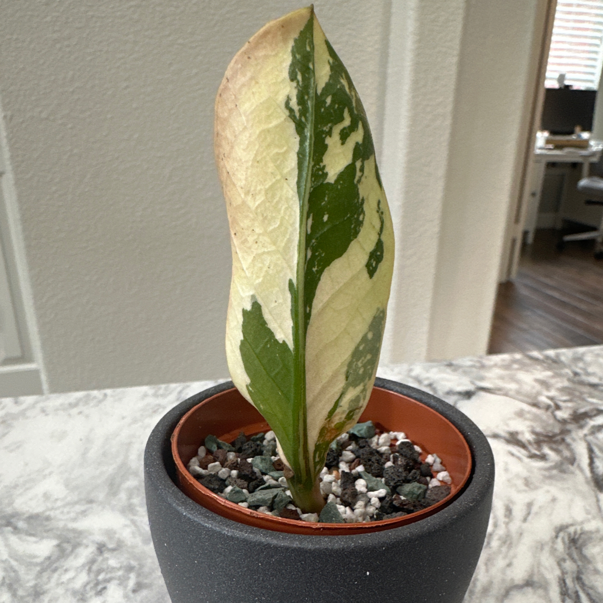 Plant care for ZZ chameleon on Greg, the plant care app