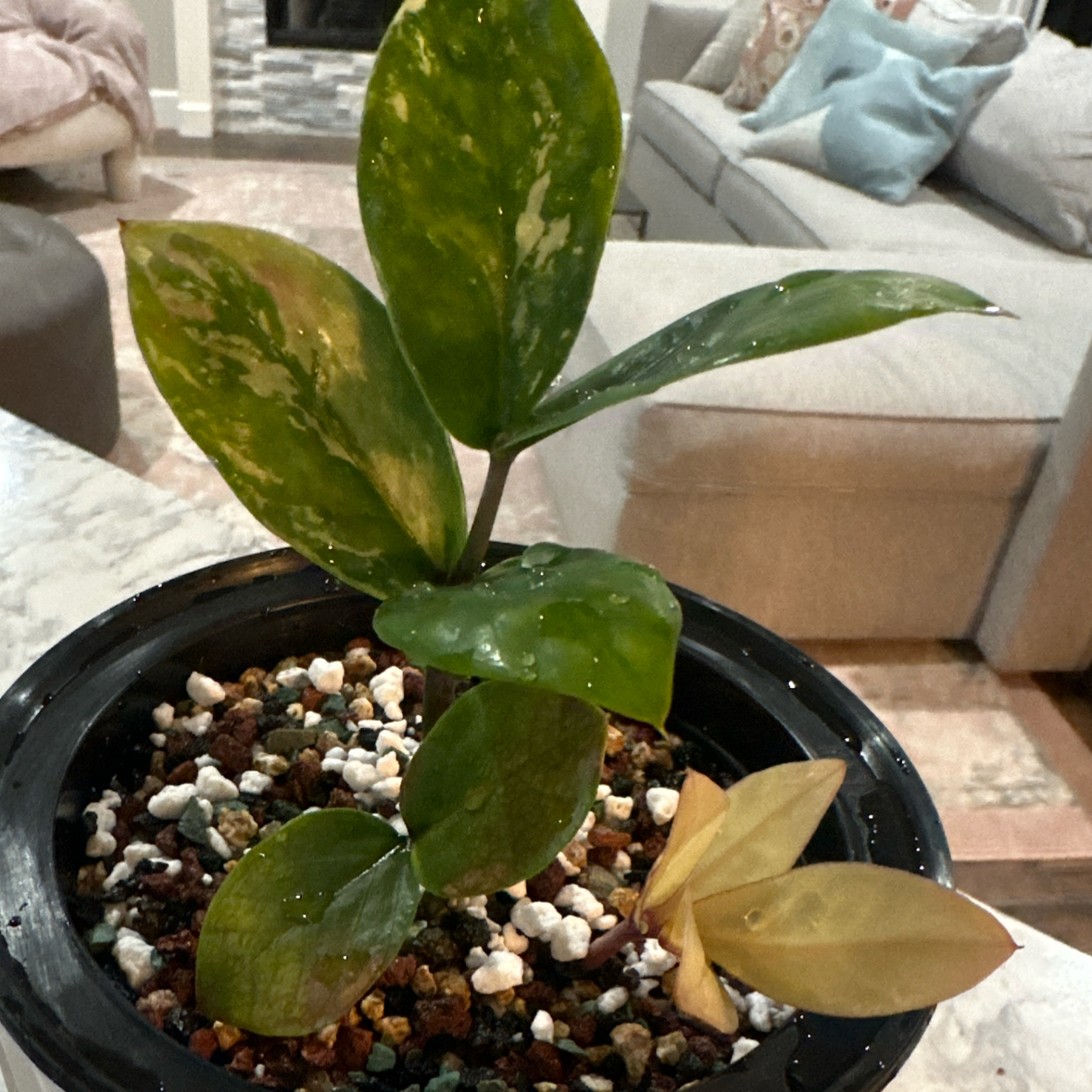 Photo of the plant species ZZ Plant Variegated by @morganrae named ZZ Variegated on Greg, the plant care app
