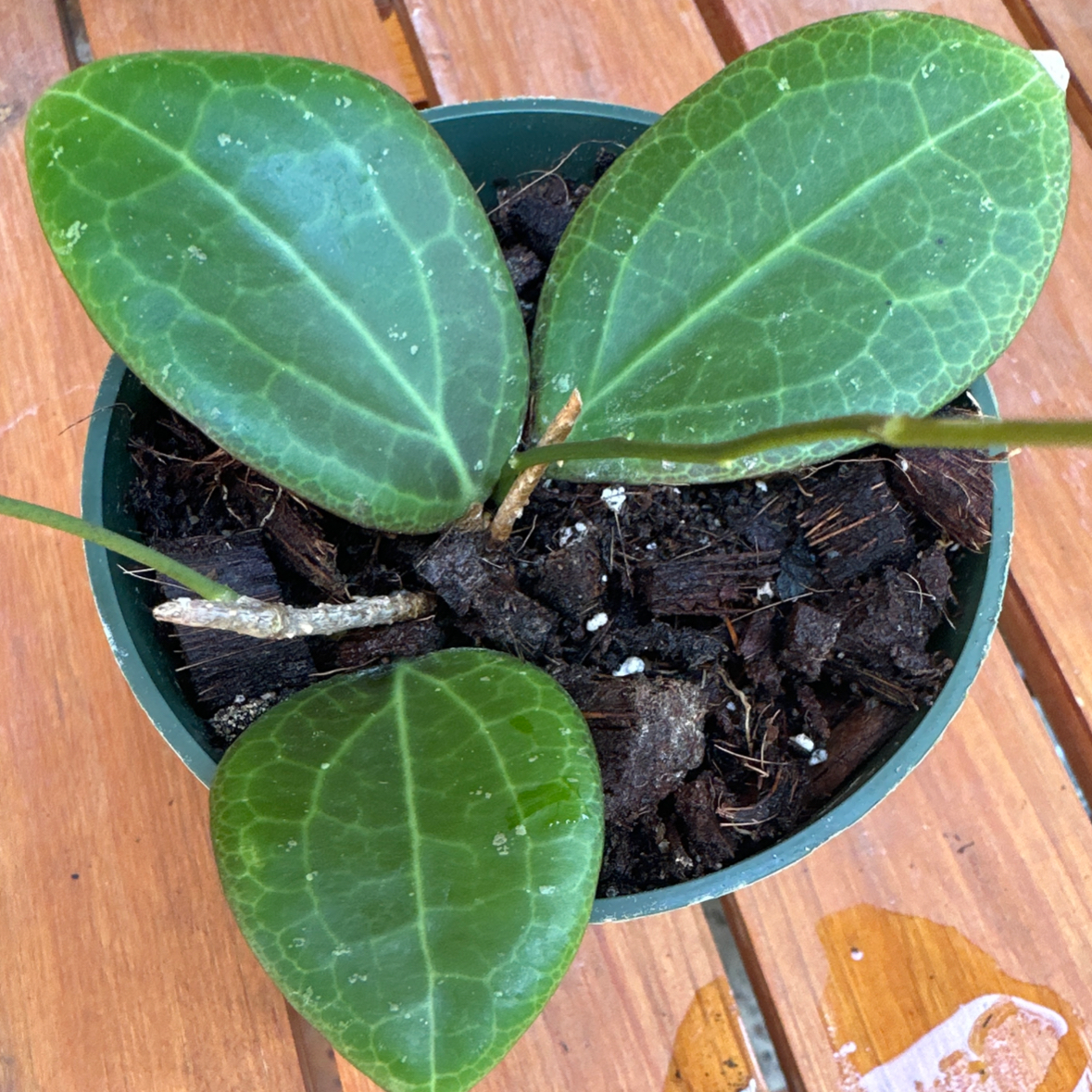 Photo of the plant species Hoya Sulawesi by @morganrae named Hoya Dolichosparte x Sulawesiana on Greg, the plant care app