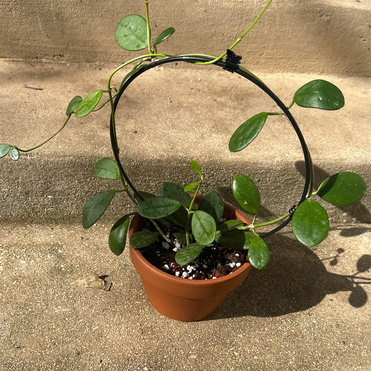 Photo of the plant species Hoya diversifolia by @morganrae named Hoya Diversifolia on Greg, the plant care app
