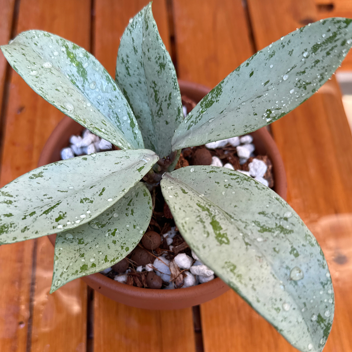 Photo of the plant species Pink Silver Pubicalyx by @morganrae named Hoya Pubicalyx ‘Pink Silver Ghost’ on Greg, the plant care app