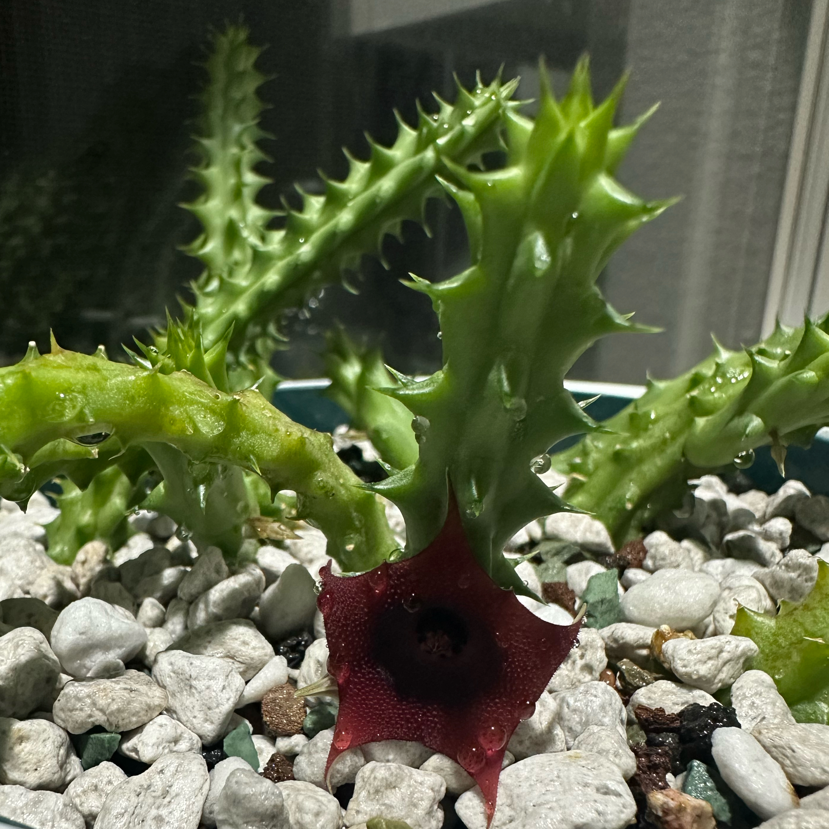 Photo of the plant species Orbea caudata by @morganrae named Orbea caudata (Reed’s Granny) on Greg, the plant care app