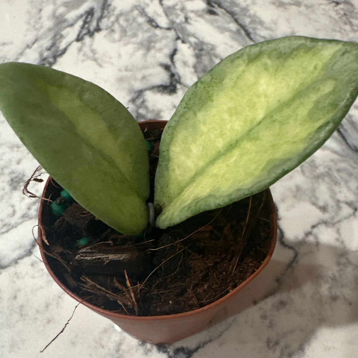 Photo of the plant species Hoya Argentea Princess by @morganrae named H. Argéntea Princess on Greg, the plant care app