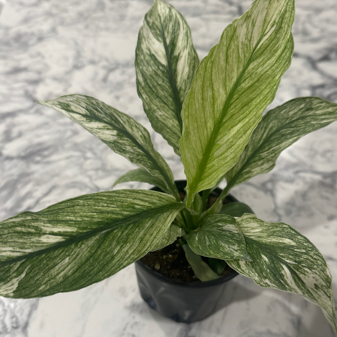 Photo of the plant species Spathiphyllum 'Jessica' by @morganrae named Jessica Lily on Greg, the plant care app