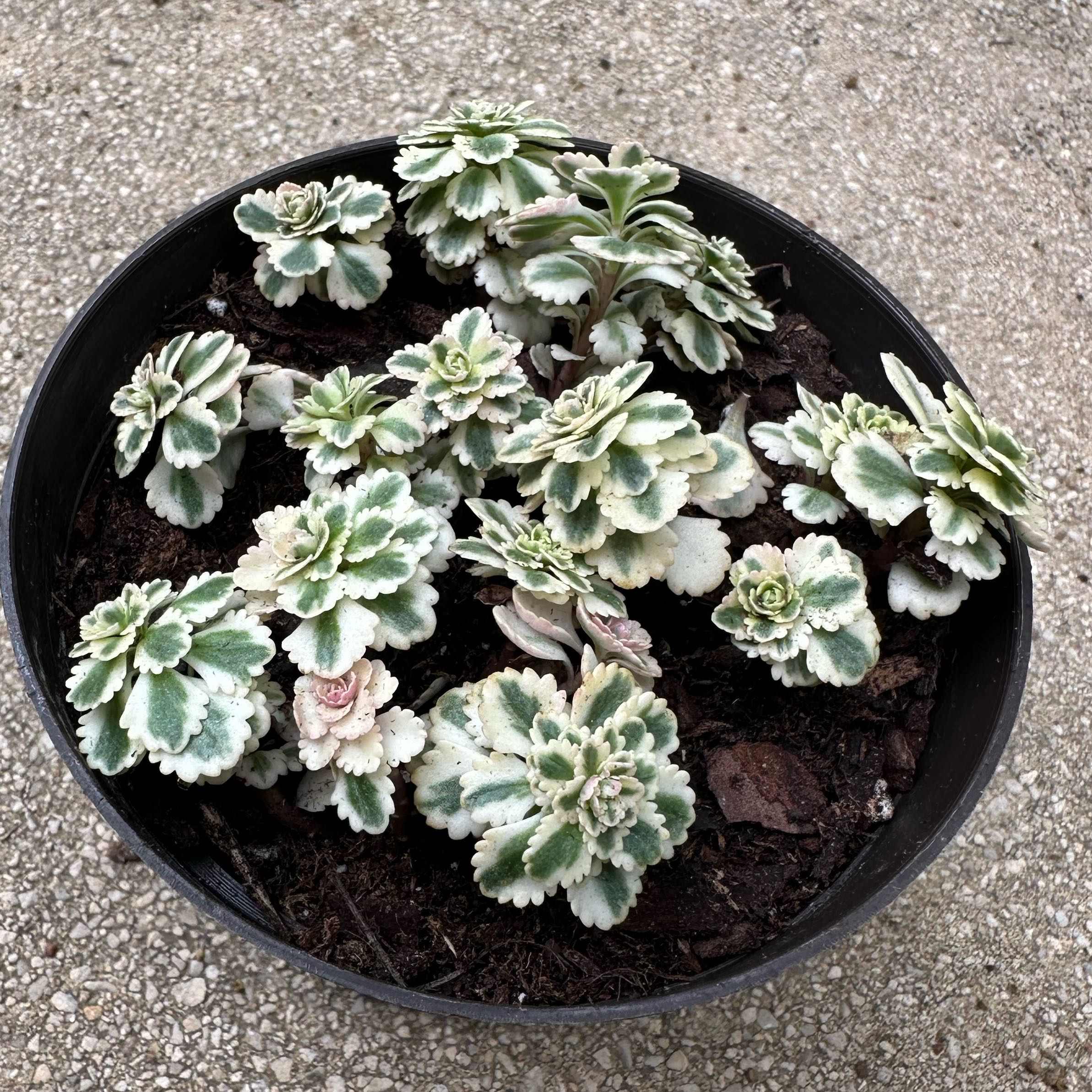 Photo of the plant species Sedum Atlantis by @morganrae named Sedum takesimense Atlantis variegated on Greg, the plant care app