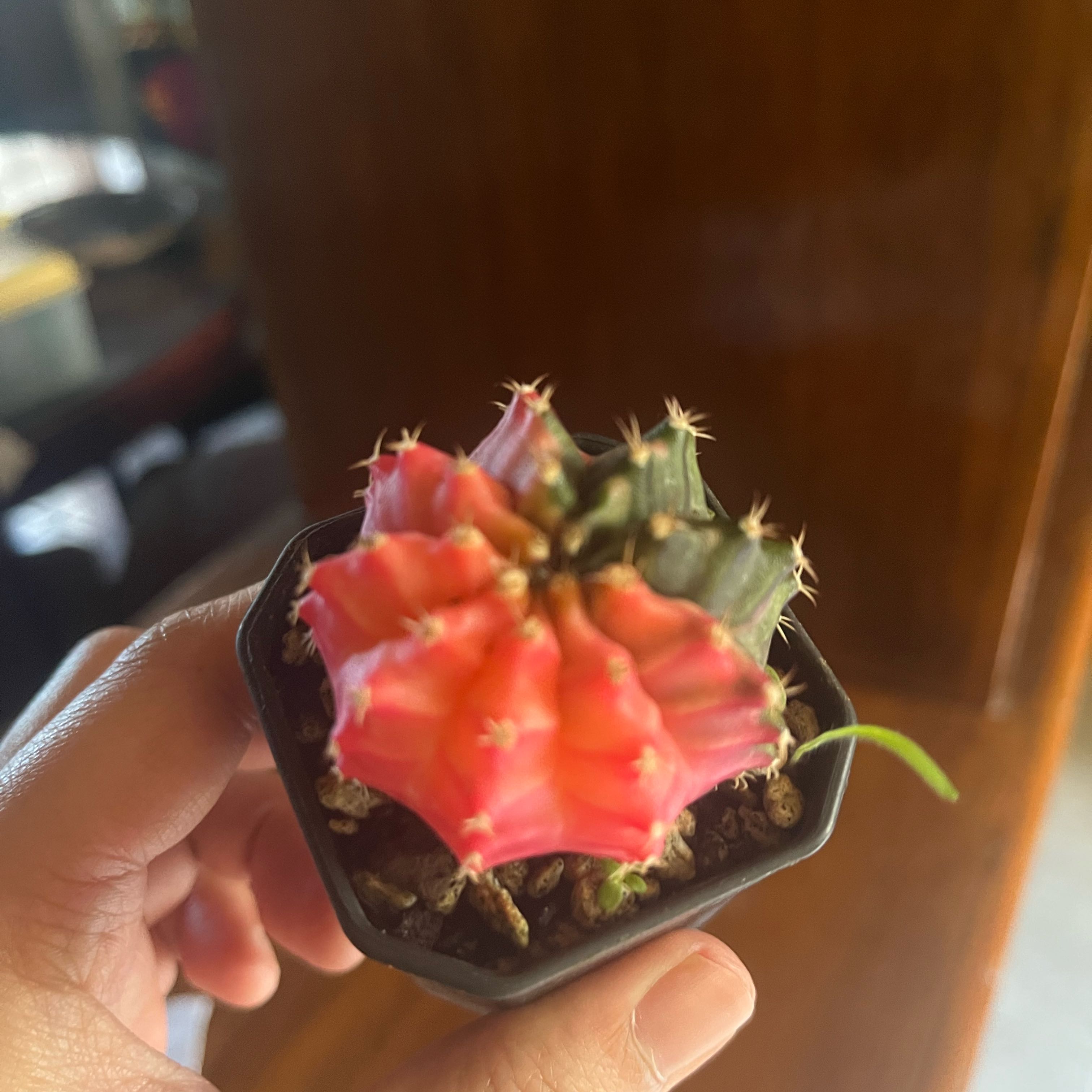 Photo of the plant species Variegated Moon Cactus by @LadyBiancini named Bulan on Greg, the plant care app