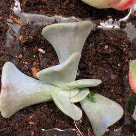 Photo of the plant species Crested Mexican Firecracker by @GroundedBlueash named Figyonce on Greg, the plant care app